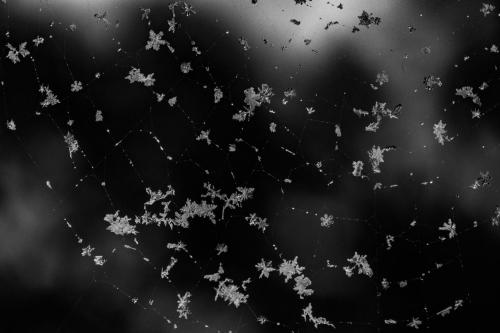 Photo gagnante du concours :  froid