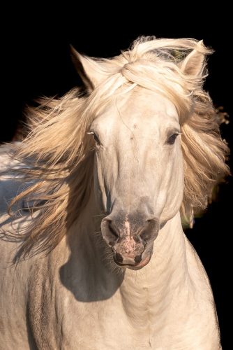 Photo gagnante du concours : les chevaux