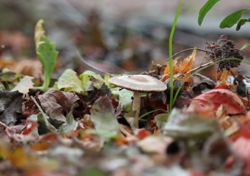Clément 1er exæquo